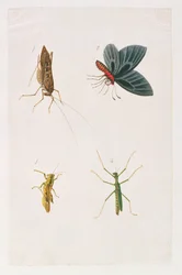 Vier Insekten, aus Zeichnungen von Tieren, Insekten und Reptilien aus Malakka, ca. 1805-18
